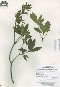 Rhododendron yedoense image