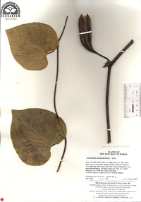 Aristolochia manshuriensis image