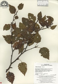 Betula chinensis image
