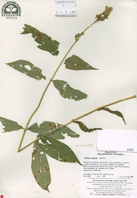 Silene cognata image