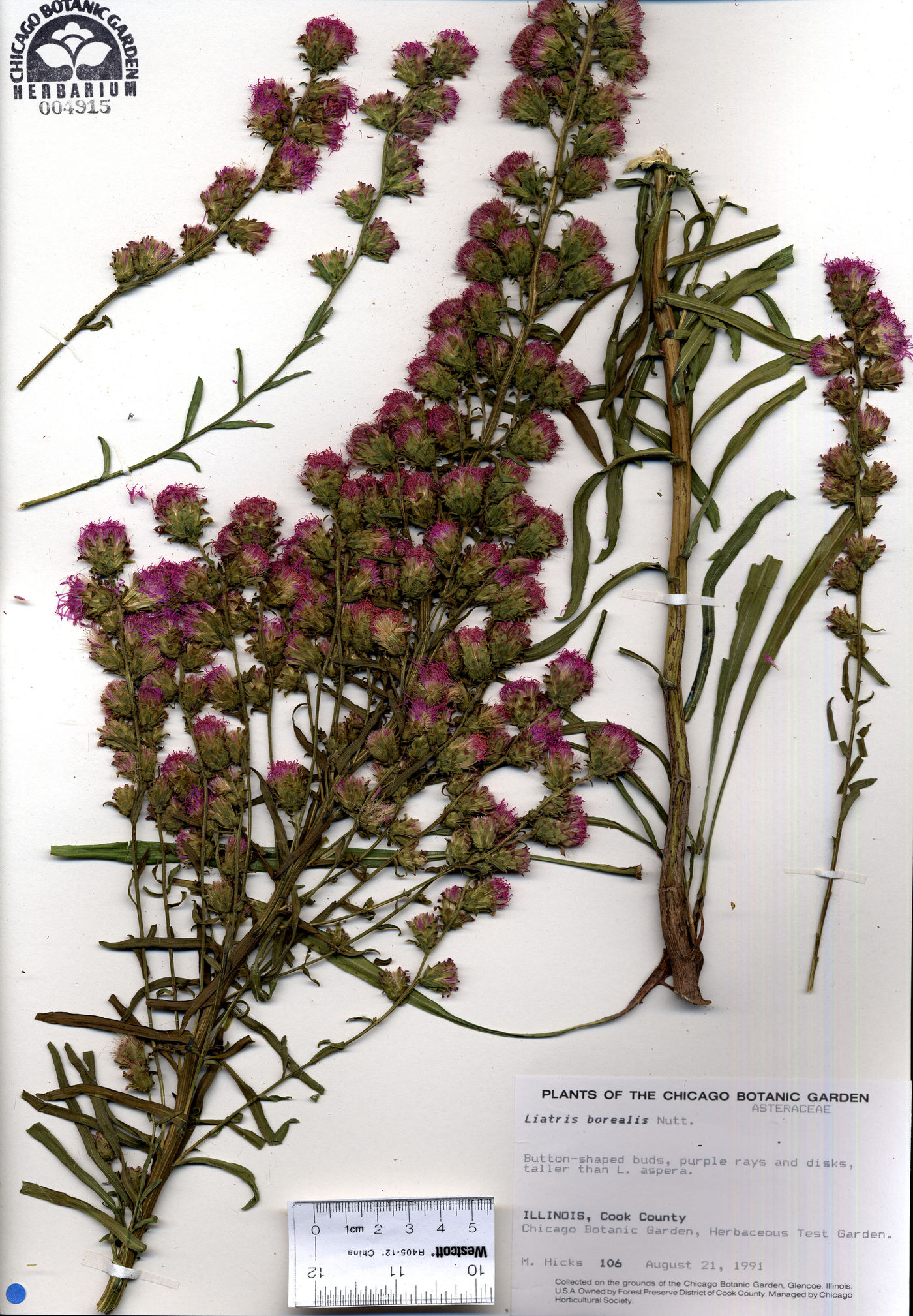 Liatris borealis image