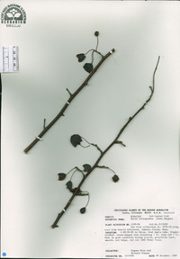Image of Malus toringoides