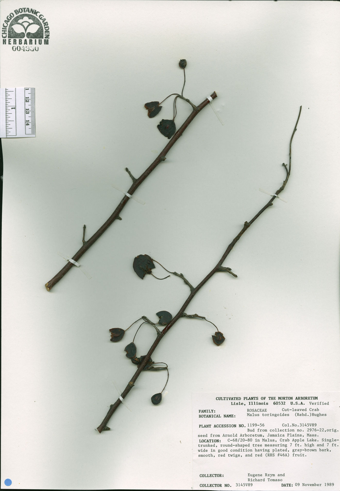 Malus toringoides image