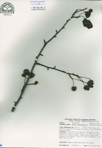 Image of Malus sikkimensis