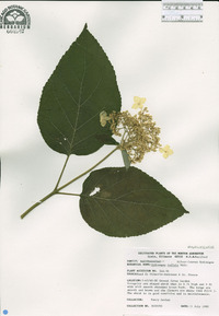 Hydrangea radiata image