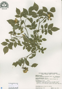 Rosa multiflora image