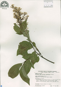 Syringa tomentella subsp. yunnanensis image