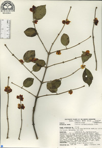 Lonicera quinquelocularis image