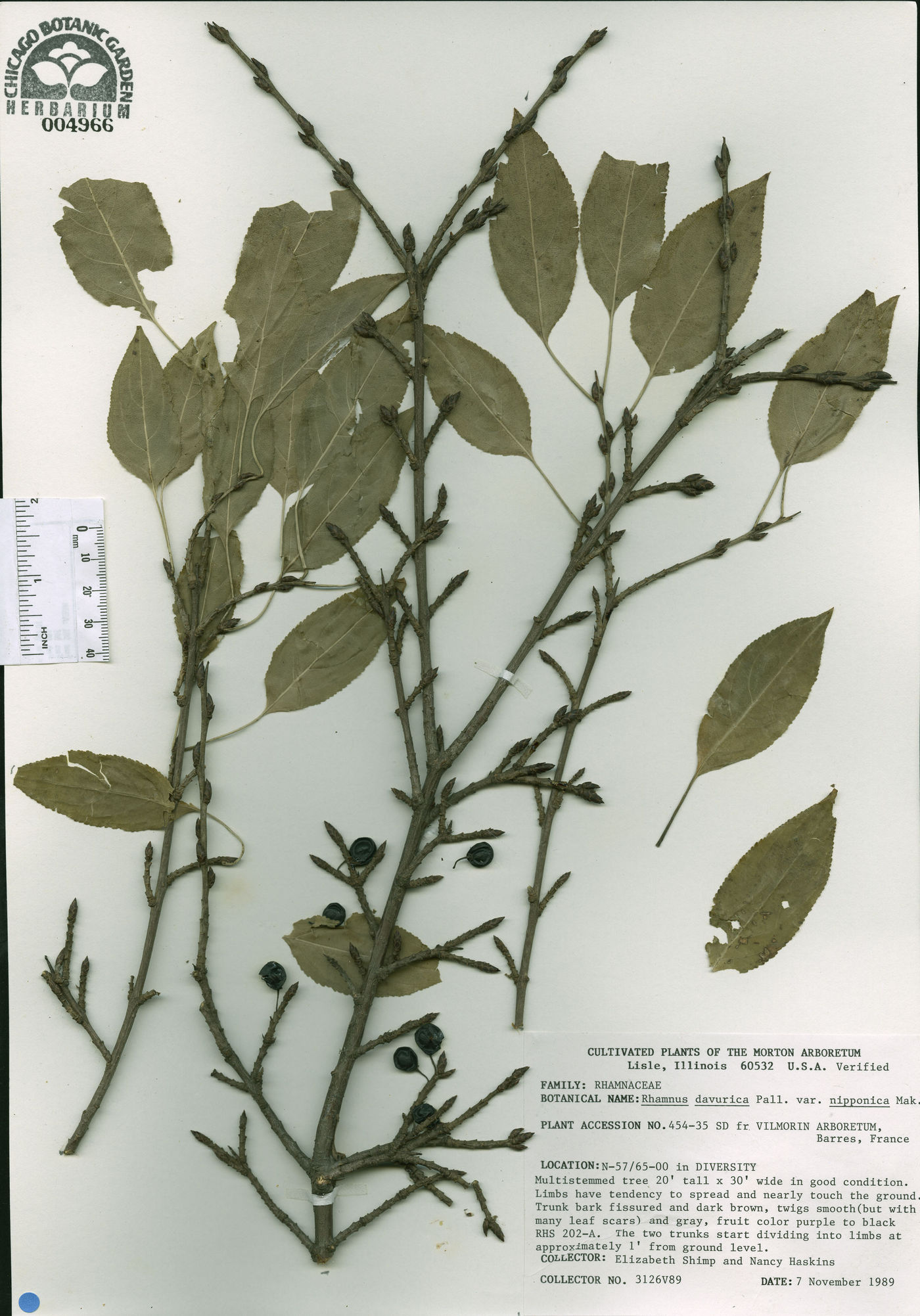 Rhamnus davurica var. nipponica image