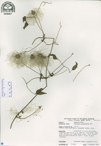 Clematis serratifolia image
