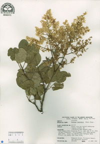 Syringa amurensis image