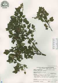 Ribes alpinum image