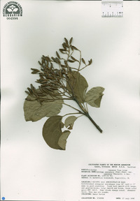 Syringa amurensis var. japonica image