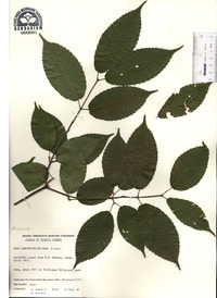 Acer carpinifolium image