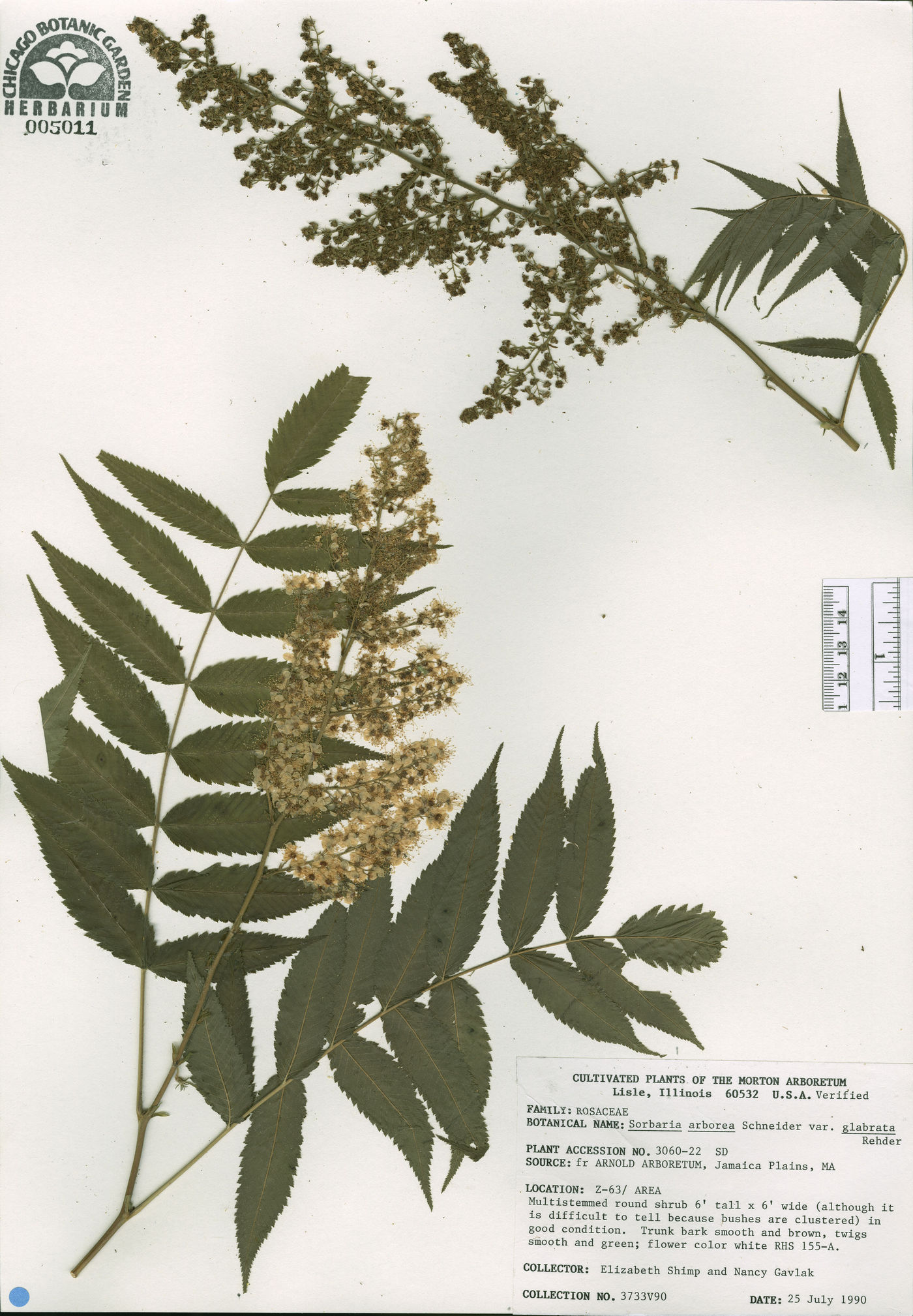 Sorbaria arborea var. glabrata image