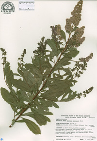 Spiraea menziesii image