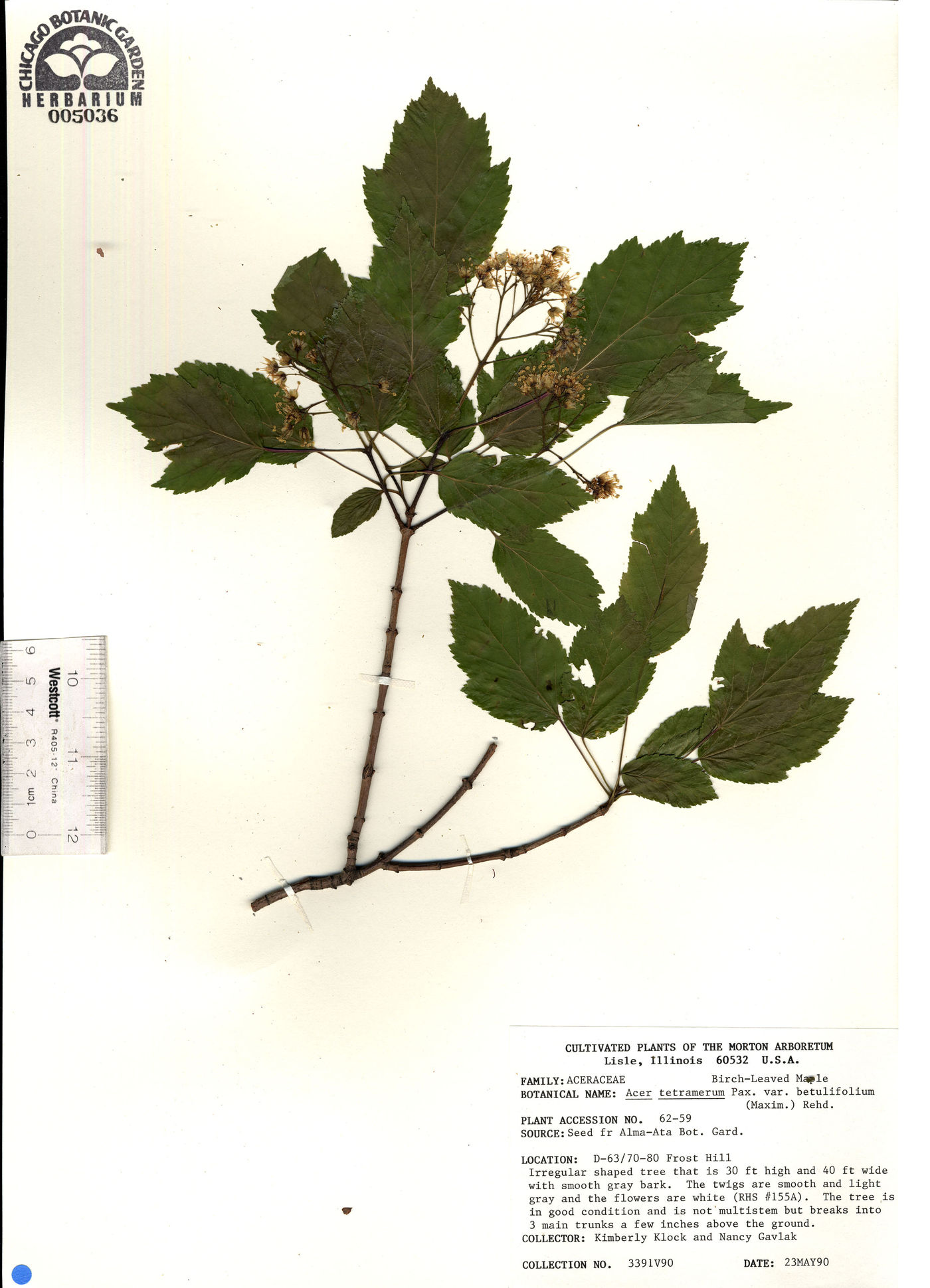 Acer stachyophyllum subsp. betulifolium image