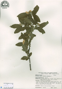 Mespilus germanica image