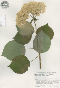Viburnum nudum image