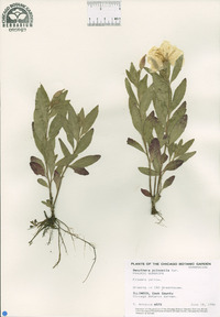 Oenothera pilosella image