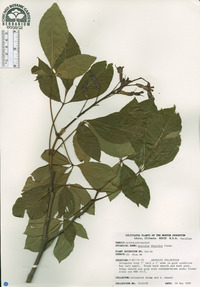 Aesculus discolor image