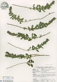 Teucrium chamaedrys image