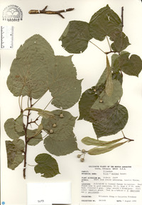 Tilia x moltkei image