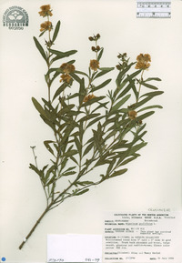 Hypericum prolificum image