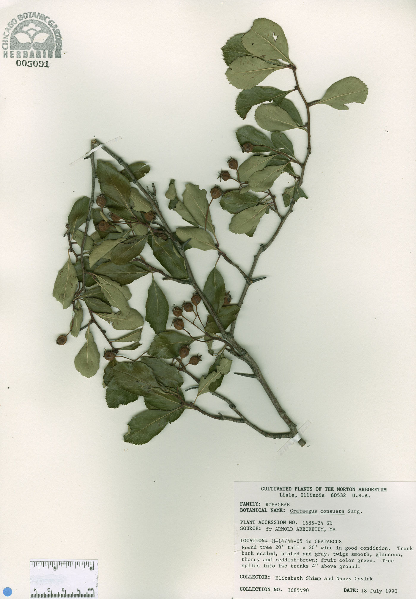 Crataegus crus-galli var. crus-galli image
