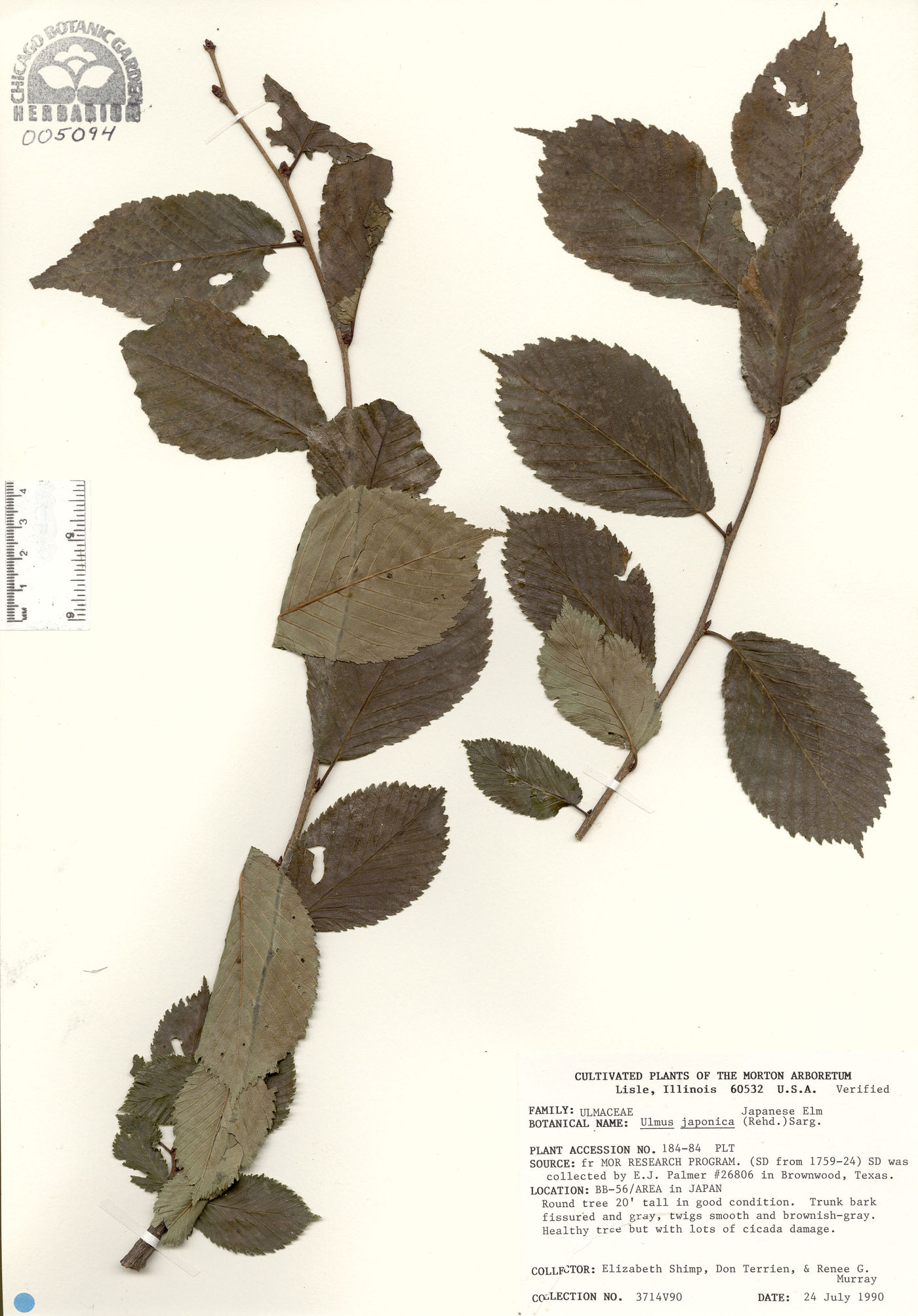 Ulmus japonica image