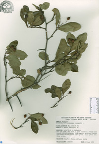 Crataegus crus-galli image