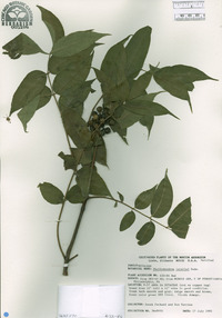 Phellodendron lavallei image