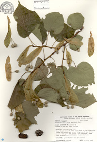 Tilia amurensis image