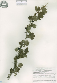 Ribes missouriense image