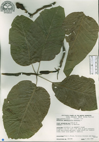 Magnolia acuminata image