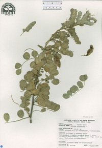 Colutea arborescens image