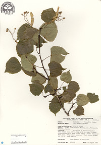 Tilia mongolica image