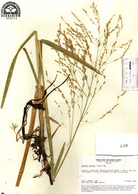 Glyceria arundinacea image