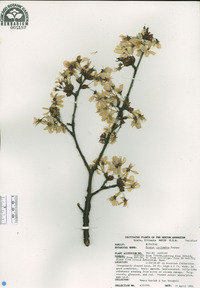 Prunus cyclamina image