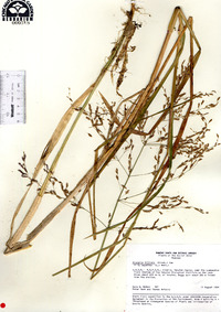 Glyceria arundinacea image