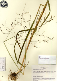 Glyceria arundinacea image