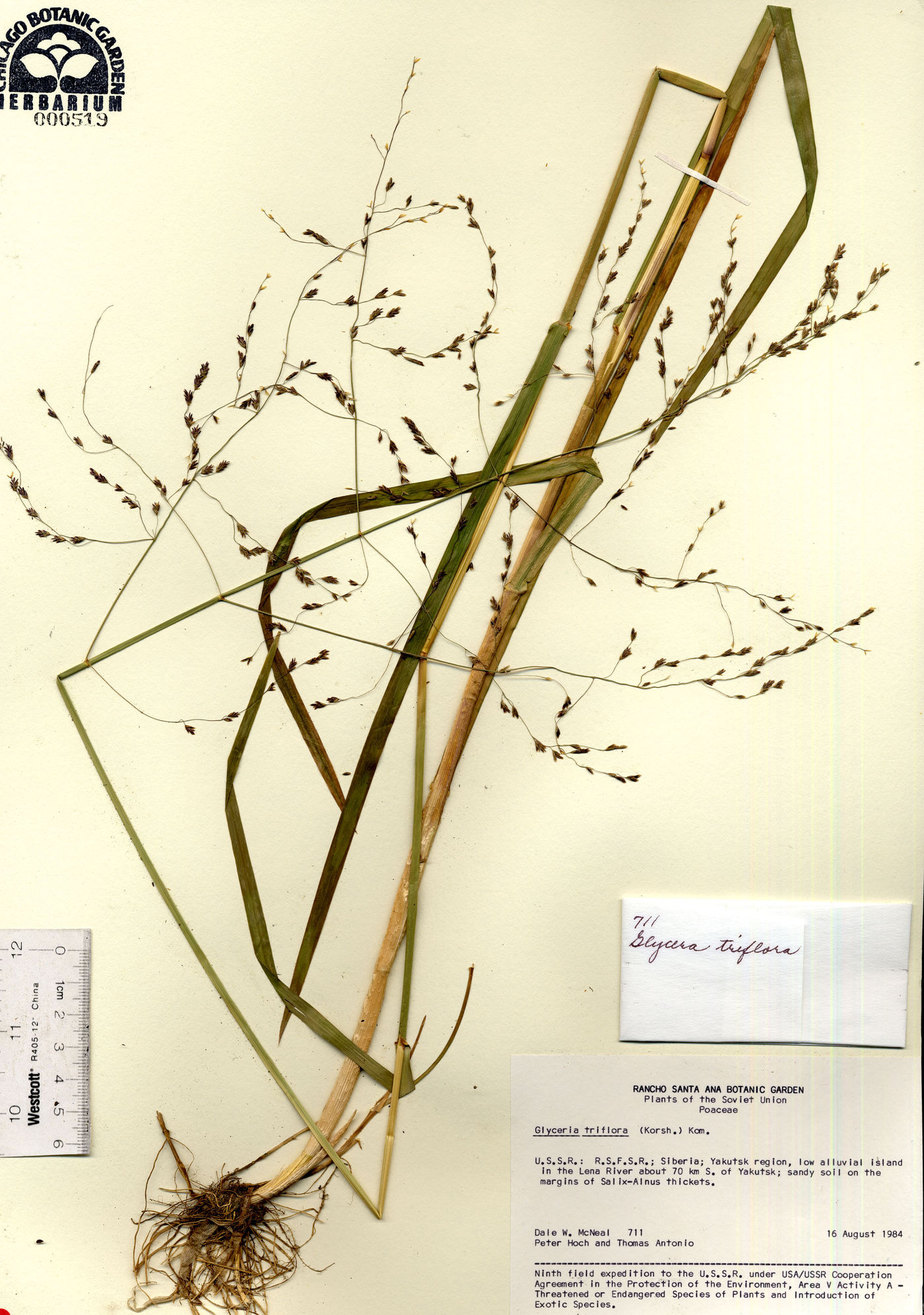 Glyceria arundinacea image