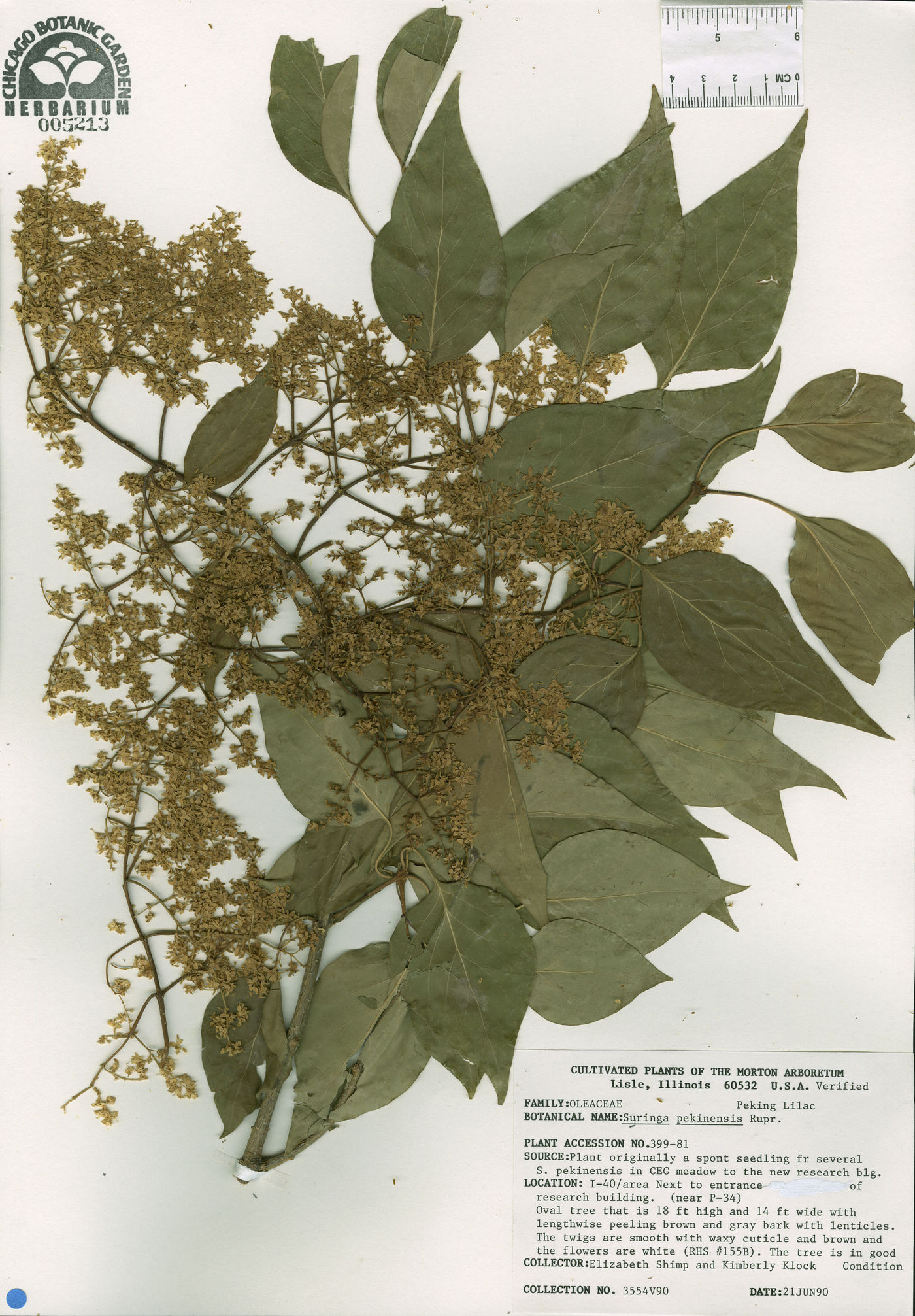 Syringa pekinensis image