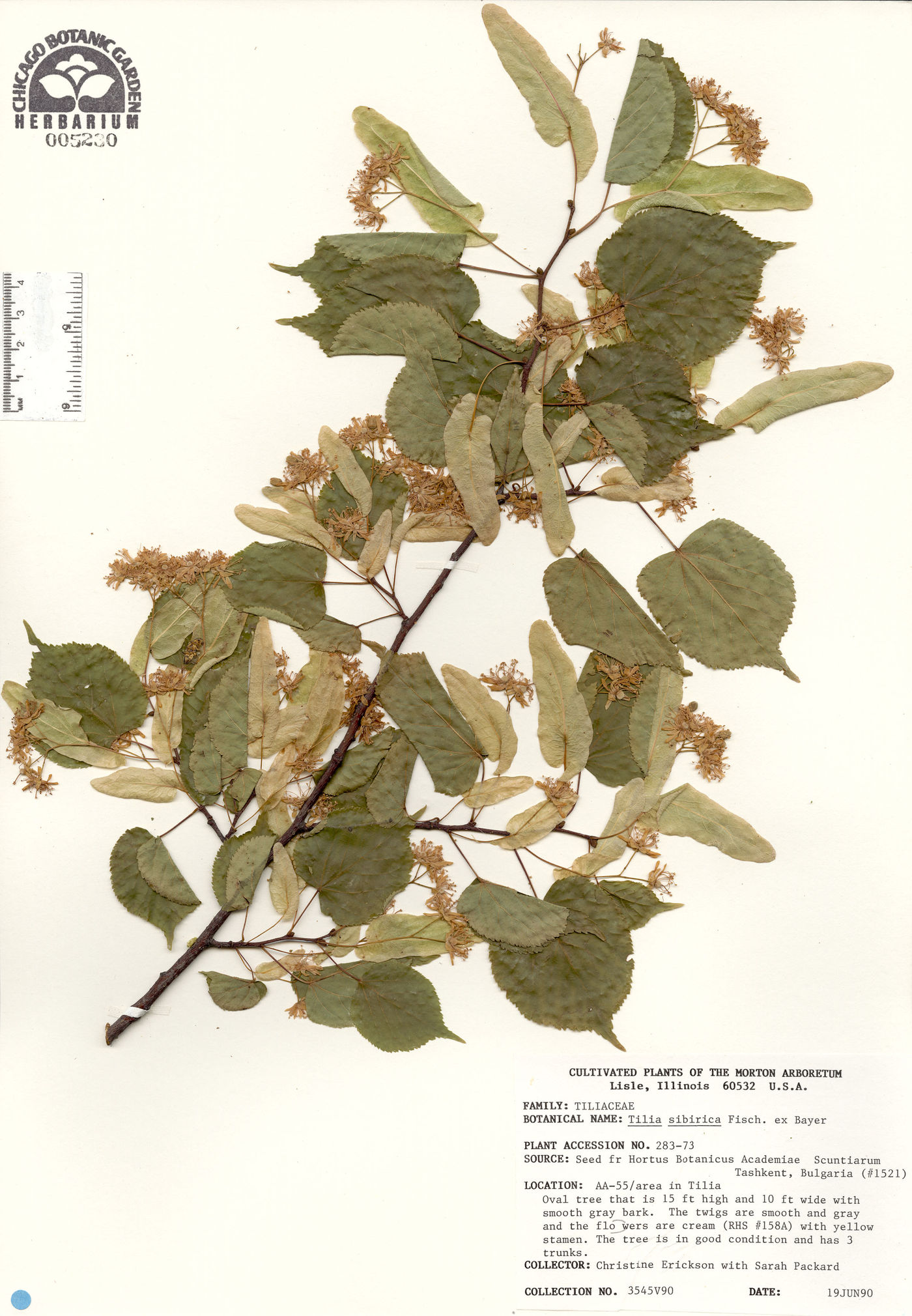 Tilia amurensis var. sibirica image