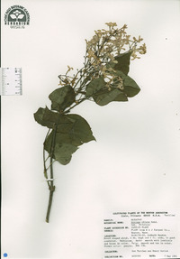 Syringa oblata subsp. dilatata image