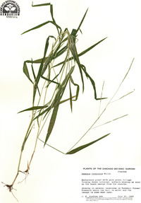 Leersia virginica image