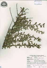 Cotoneaster dammeri image