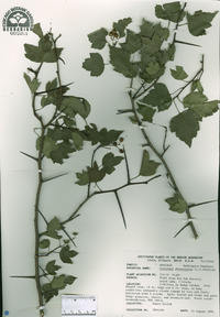 Crataegus phaenopyrum image