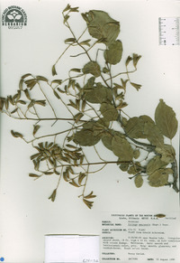 Syringa amurensis image