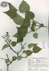 Syringa oblata subsp. dilatata image